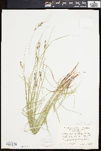 Carex swanii image