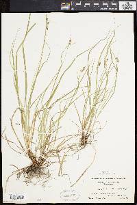 Carex swanii image