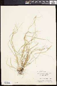 Carex swanii image