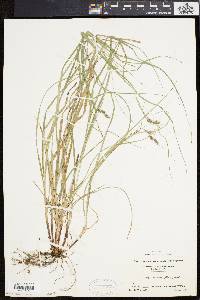 Carex swanii image