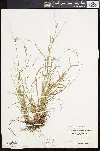 Carex swanii image