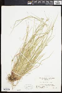 Carex swanii image