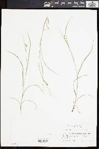 Carex swanii image