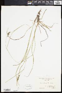 Carex swanii image