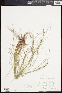 Carex swanii image