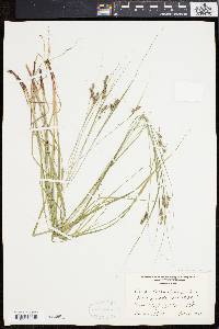 Carex swanii image