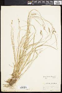 Carex swanii image