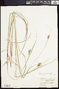 Carex swanii image