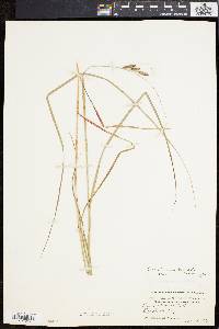 Carex swanii image