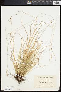 Carex swanii image