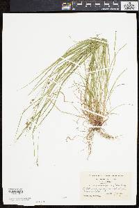 Carex swanii image