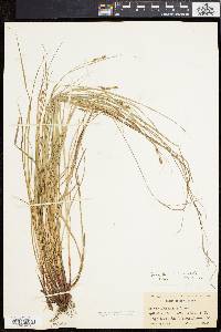 Carex swanii image