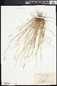 Carex swanii image