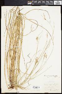 Carex swanii image