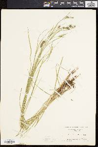 Carex swanii image