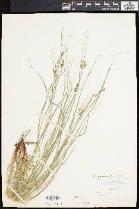 Carex swanii image