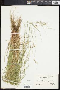 Carex swanii image