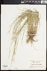 Carex swanii image