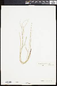 Carex swanii image