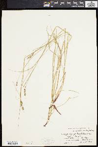 Carex swanii image