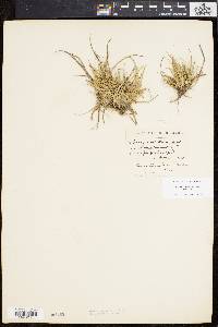 Carex tonsa image