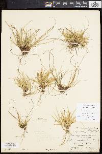 Carex tonsa image