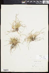 Carex tonsa image