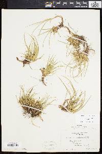 Carex tonsa image