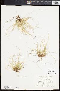 Carex tonsa image