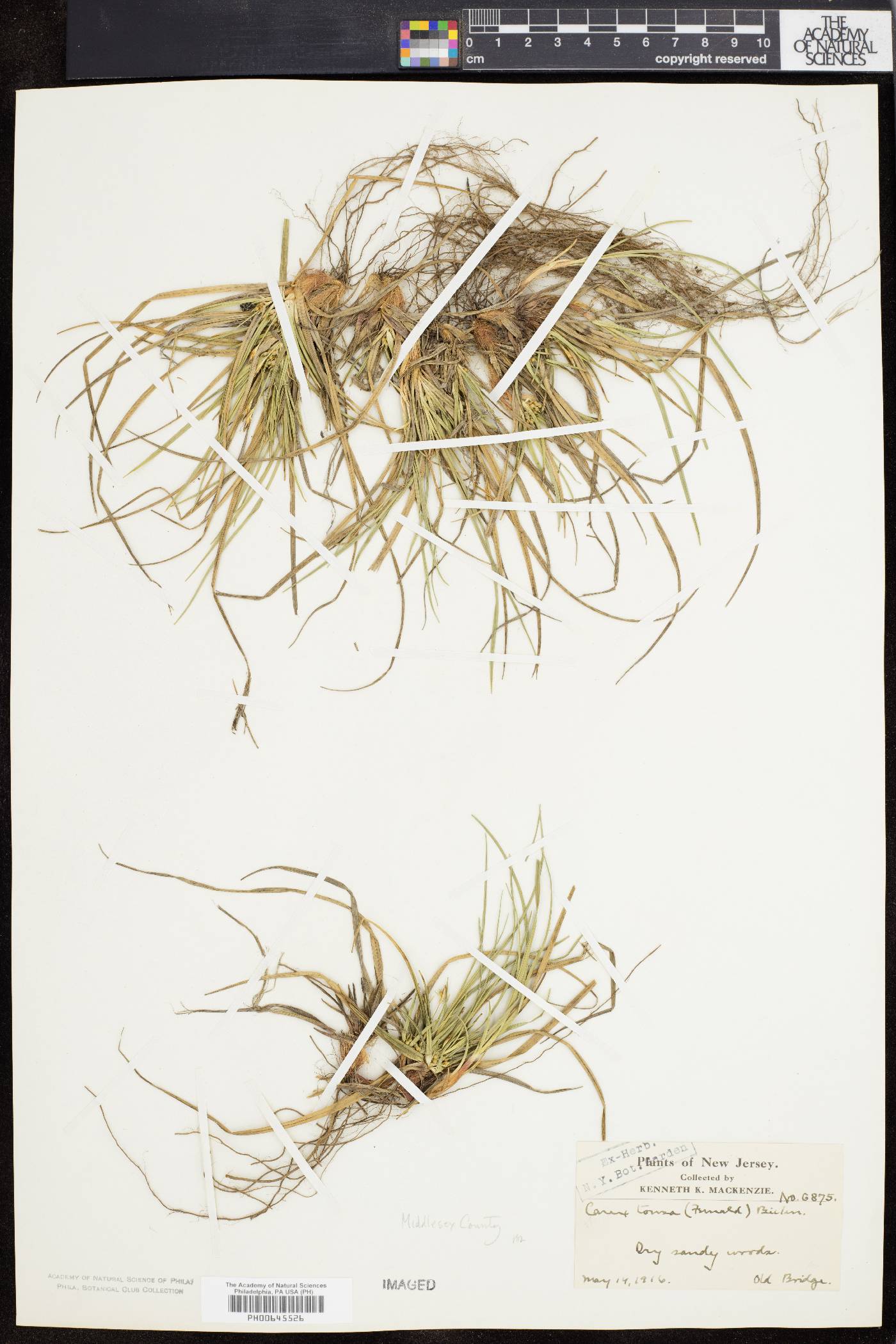 Carex tonsa image