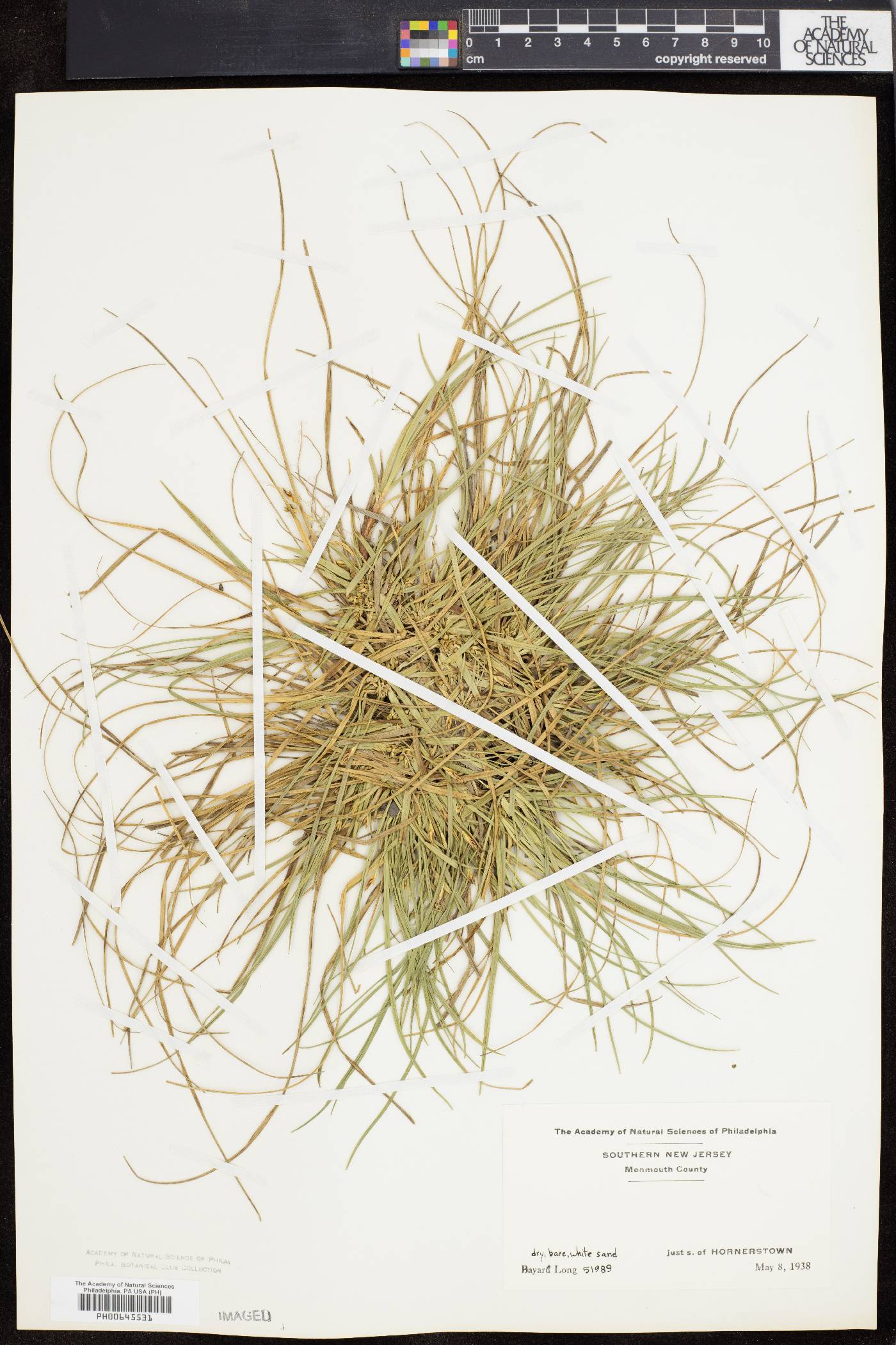 Carex tonsa image