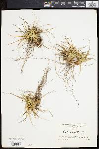 Carex tonsa image