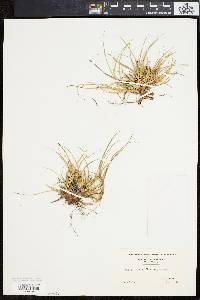 Carex tonsa image