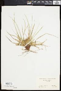 Carex tonsa image