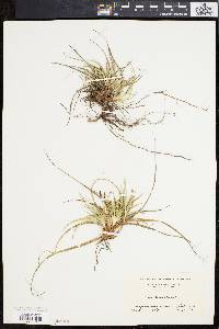 Carex tonsa image