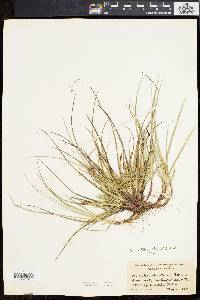 Carex tonsa image