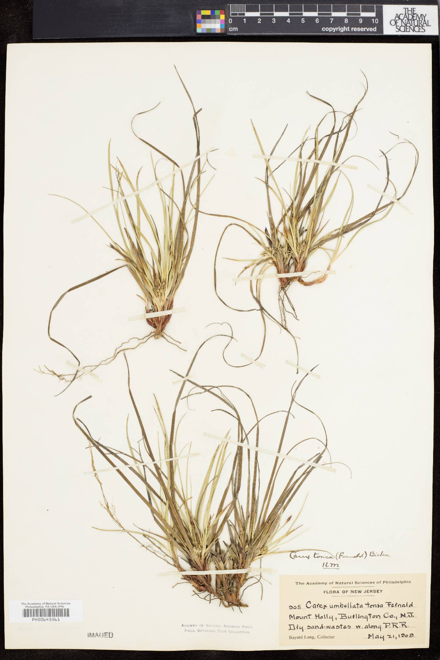 Carex tonsa image