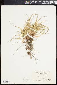 Carex tonsa image