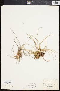 Carex tonsa image