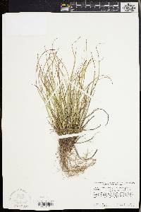 Carex tonsa image