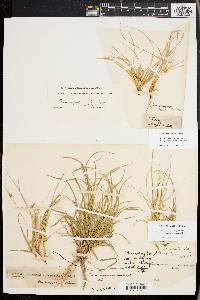 Carex tonsa image