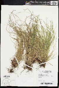 Carex tonsa image