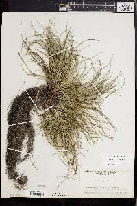 Carex tonsa image