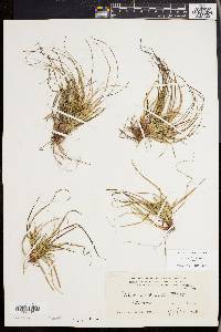 Carex tonsa image