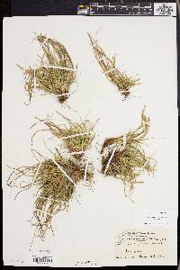 Carex tonsa image