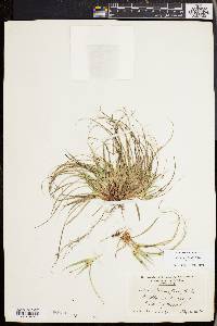 Carex tonsa image