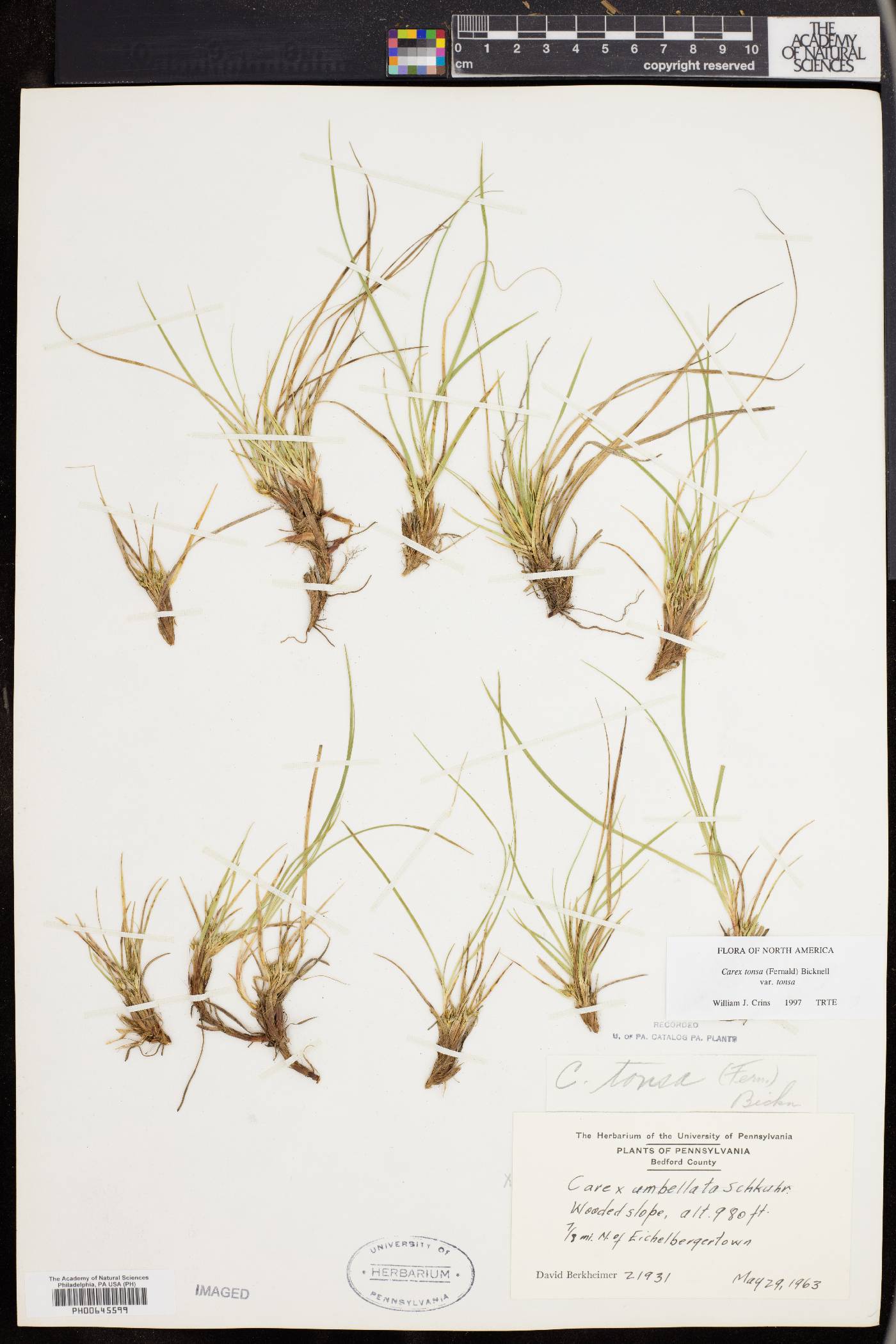 Carex tonsa image