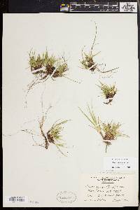 Carex tonsa image