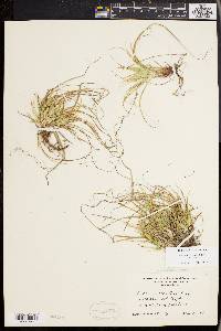 Carex tonsa image