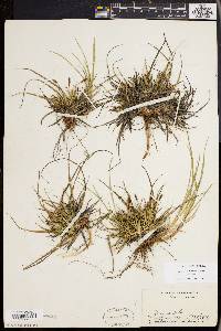 Carex tonsa image